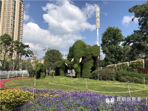 “吉象云南”花坛格外显眼 “吉象云南”花坛格外显眼