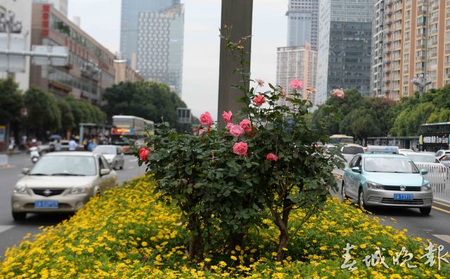 北京路变“月季大道”