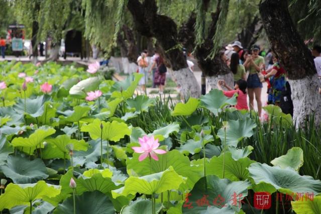 荷花节
