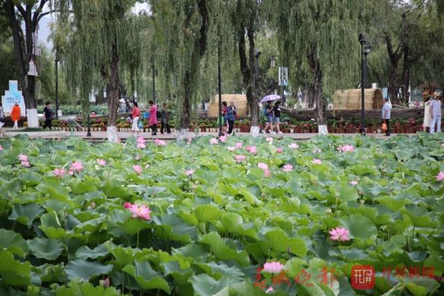 荷花节