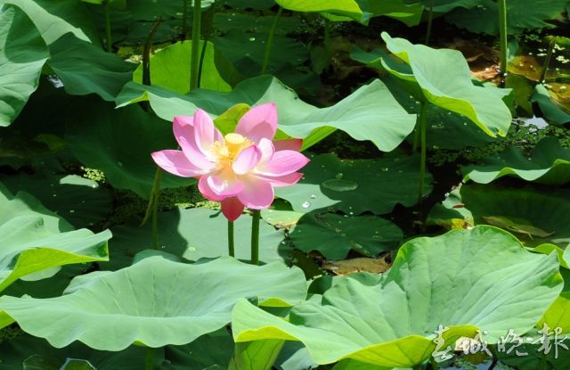 翠湖荷花