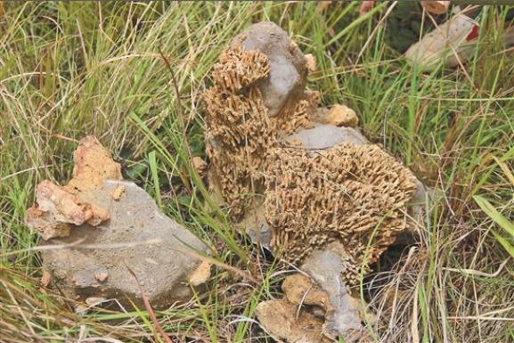 QQ截图20190710080708