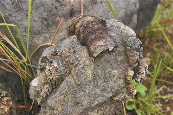 QQ截图20190710080721