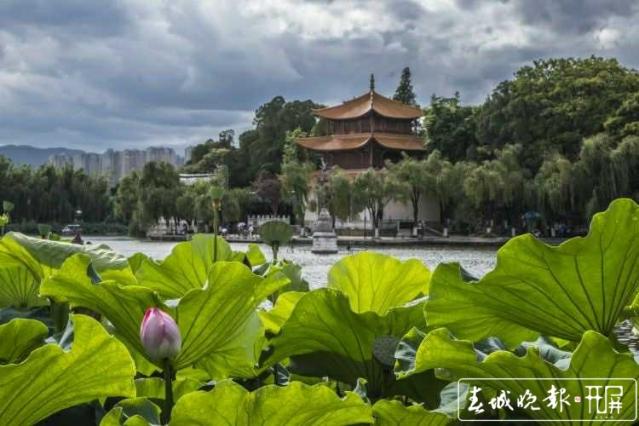 大观楼荷花盛开待游客赏