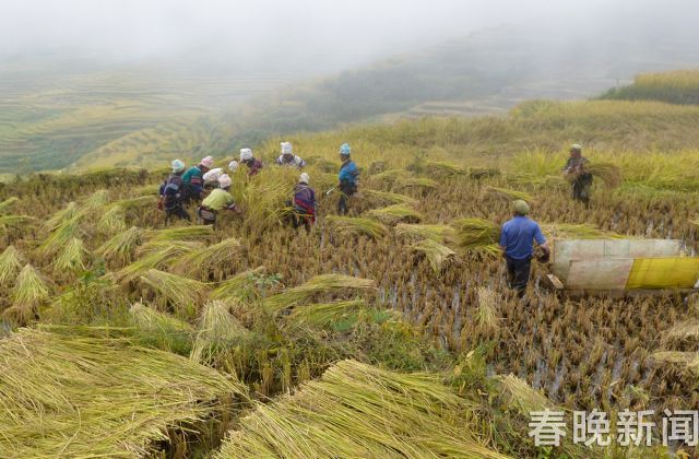 古稻红米上市，红河万亩梯田稻农等你来尝鲜 (3)