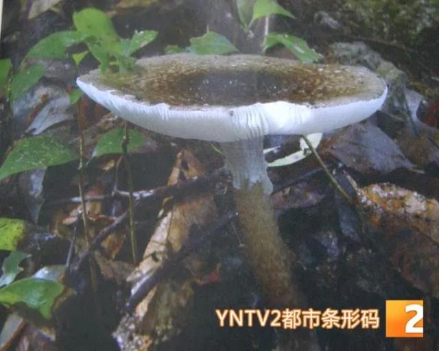 西双版纳四人误食毒菌转昆明急救7.jpg