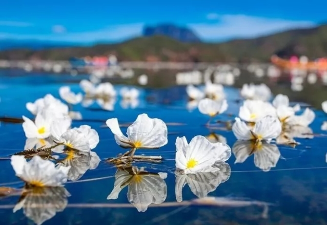 泸沽湖面盛放的海菜花.webp 泸沽湖面盛放的海菜花.webp