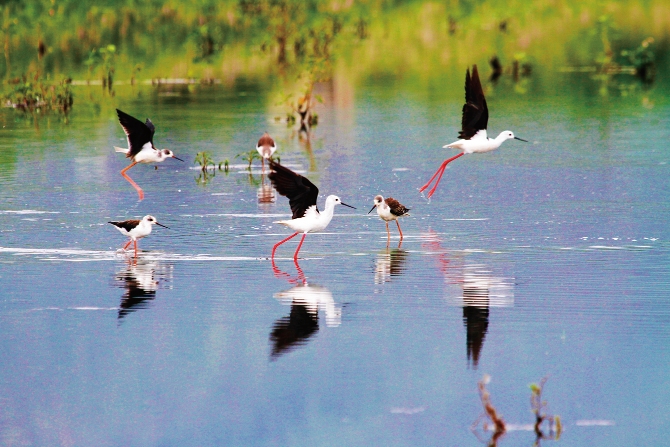 东大河湿地 东大河湿地