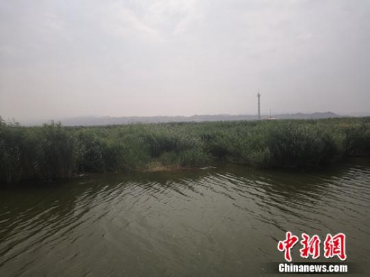 图为乌梁素海的芦苇。　于晓 摄