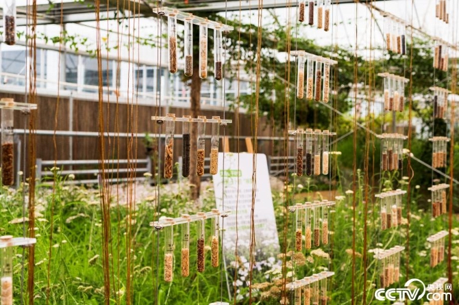 【新时代·幸福美丽新边疆】小草也有大讲究 “智慧”开出生态修复新“良方” 【新时代·幸福美丽新边疆】小草也有大讲究 “智慧”开出生态修复新“良方”