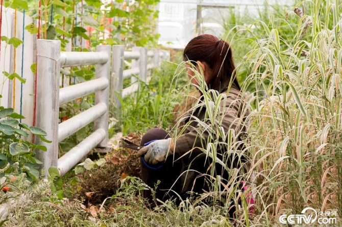 【新时代·幸福美丽新边疆】小草也有大讲究 “智慧”开出生态修复新“良方” 【新时代·幸福美丽新边疆】小草也有大讲究 “智慧”开出生态修复新“良方”