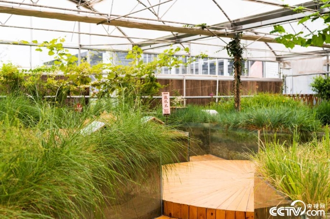 【新时代·幸福美丽新边疆】小草也有大讲究 “智慧”开出生态修复新“良方” 【新时代·幸福美丽新边疆】小草也有大讲究 “智慧”开出生态修复新“良方”