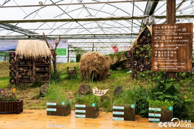 【新时代·幸福美丽新边疆】小草也有大讲究 “智慧”开出生态修复新“良方” 【新时代·幸福美丽新边疆】小草也有大讲究 “智慧”开出生态修复新“良方”