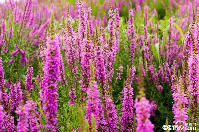 【新时代·幸福美丽新边疆】小草也有大讲究 “智慧”开出生态修复新“良方” 【新时代·幸福美丽新边疆】小草也有大讲究 “智慧”开出生态修复新“良方”