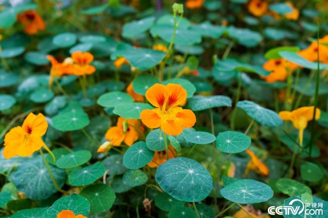 【新时代·幸福美丽新边疆】小草也有大讲究 “智慧”开出生态修复新“良方” 【新时代·幸福美丽新边疆】小草也有大讲究 “智慧”开出生态修复新“良方”