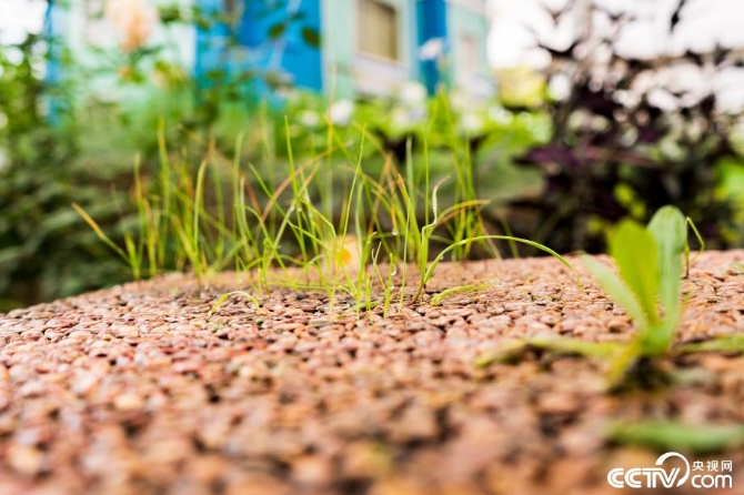 【新时代·幸福美丽新边疆】小草也有大讲究 “智慧”开出生态修复新“良方” 【新时代·幸福美丽新边疆】小草也有大讲究 “智慧”开出生态修复新“良方”