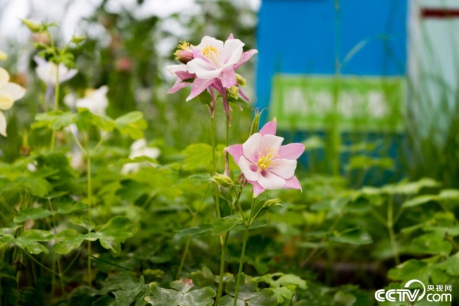 【新时代·幸福美丽新边疆】小草也有大讲究 “智慧”开出生态修复新“良方” 【新时代·幸福美丽新边疆】小草也有大讲究 “智慧”开出生态修复新“良方”