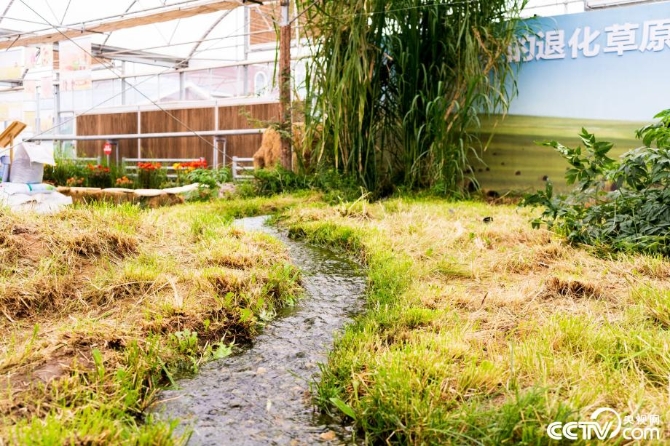 【新时代·幸福美丽新边疆】小草也有大讲究 “智慧”开出生态修复新“良方” 【新时代·幸福美丽新边疆】小草也有大讲究 “智慧”开出生态修复新“良方”