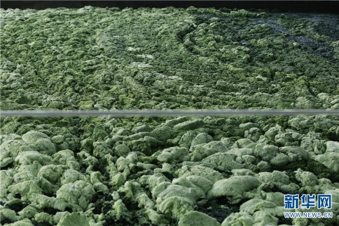 4“蓝藻的种类不同，习性也不相同，不同的温度和水质环境都会让蓝藻爆发。”张文建说，只有了解蓝藻的种类和生长特性，随时监测水质环境和温度情况，才能有效缓解蓝藻爆发。他翻阅大量书籍，学习了解关于蓝藻的相关知识，以便看到蓝藻就能快速分清是什么种类，有什么特性。