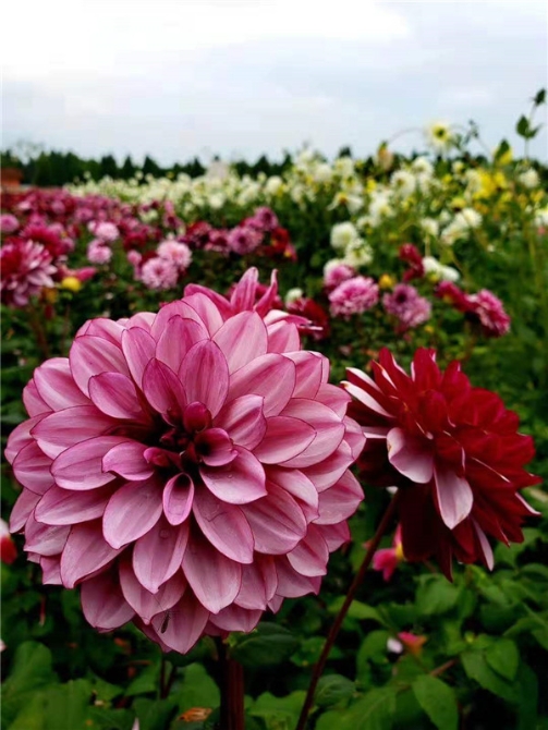 捞渔河湿地公园大丽花正值盛花期。