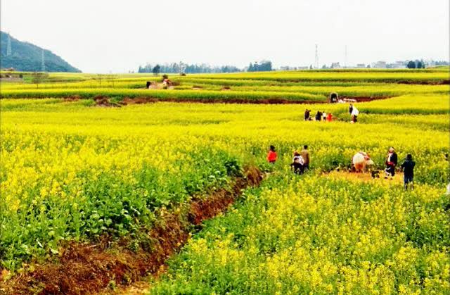 罗平油菜花2