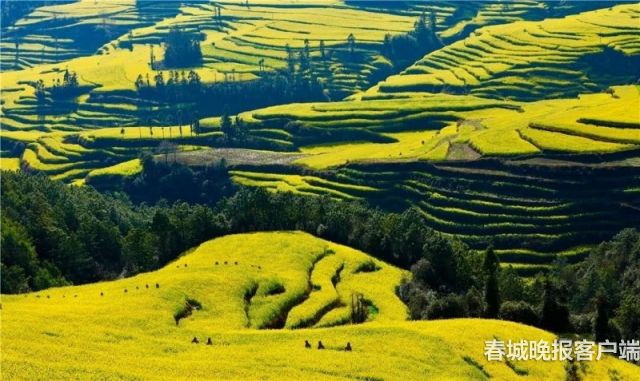 罗平 马街梯田油菜花风景美到爆