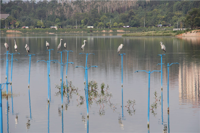 宁湖安装鸟栖桩引来灰鹭. 宁湖安装鸟栖桩引来灰鹭.