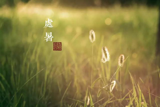 今日处暑！晚风渐凉，有你心暖