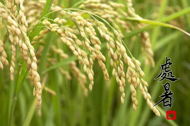 今日处暑！晚风渐凉，有你心暖