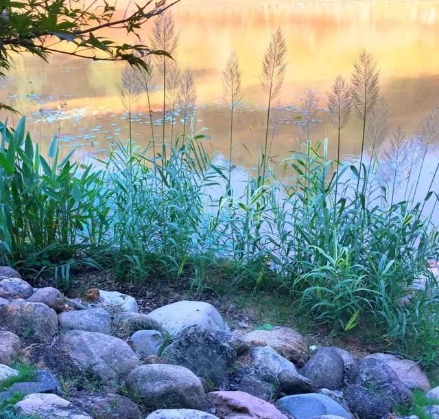 今日处暑！晚风渐凉，有你心暖