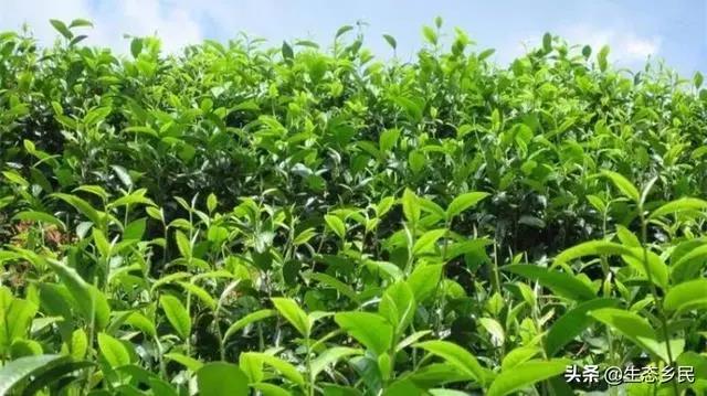 景洪市大渡岗乡