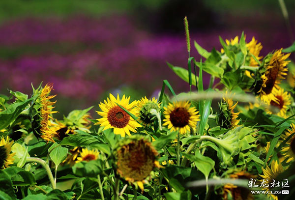 名花谷 向日葵 彩龙网友 “和” 摄 名花谷 向日葵 彩龙网友 “和” 摄