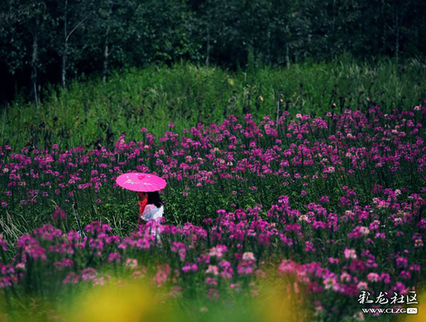 名花谷一角 彩龙网友“五月红“ 摄 (2) 名花谷一角 彩龙网友“五月红“ 摄 (2)