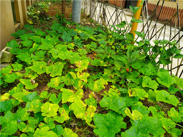 拉祜群众在家旁空地上开辟的菜园。记者江枫 摄