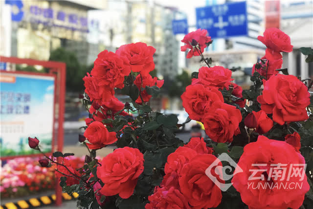 北京路的“鲜花角” 记者 贺凯 摄1