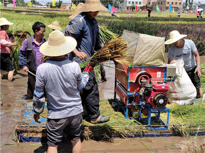村民们在收谷打谷。记者薛江涛摄 村民们在收谷打谷。记者薛江涛摄