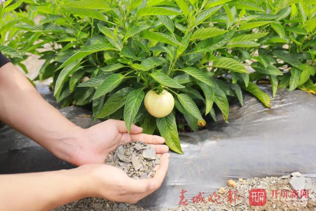 石林县将举办2019年第二届农民丰收节