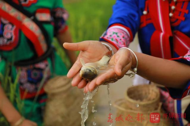 石林县将举办2019年第二届农民丰收节