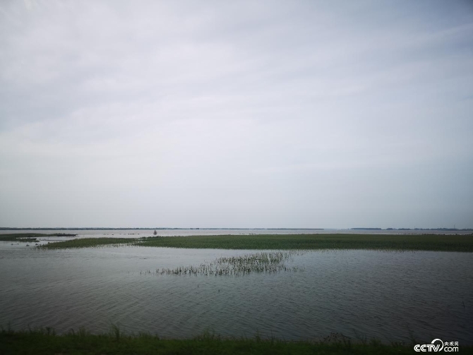 黑龙江边的玉米被淹没(何川 摄)