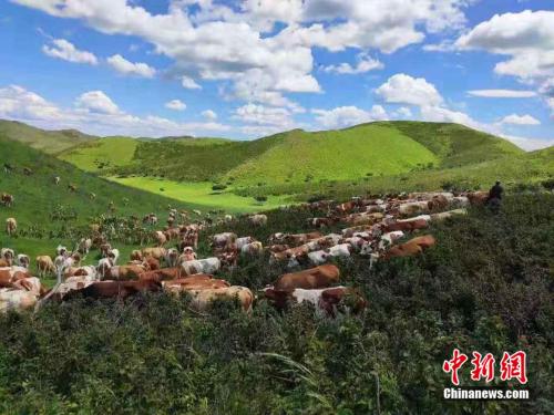 合作社的牛群。 受访者供图 点击进入下一页