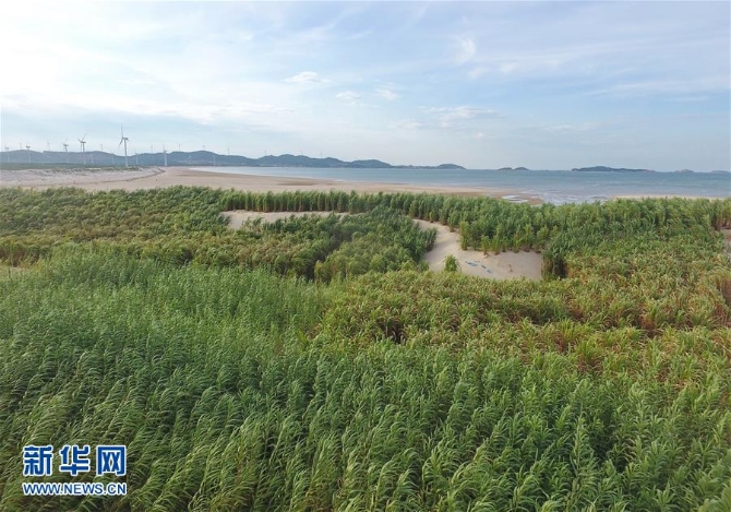 （不忘初心、牢记使命·图文互动）（2）拳拳寸草心 浓浓报国情——记“菌草之父”林占熺