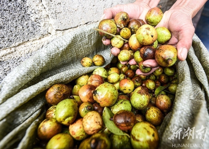 1571642311824795.jpg?x-oss-process=style/w10