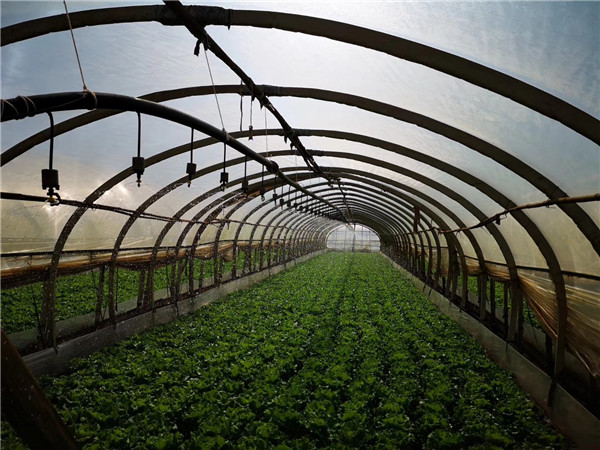 白云社区的农田接受灌溉。