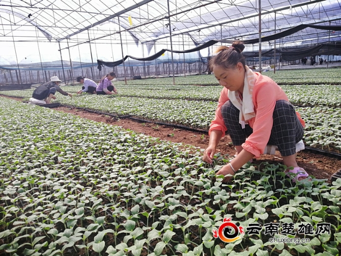 公司员工在基地里给黄瓜苗施肥。