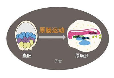 猴子一生中“最重要时刻”首次体外重现