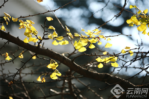 金灿灿的银杏美不胜收