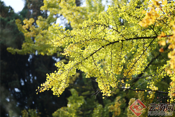 深秋景色美不胜收