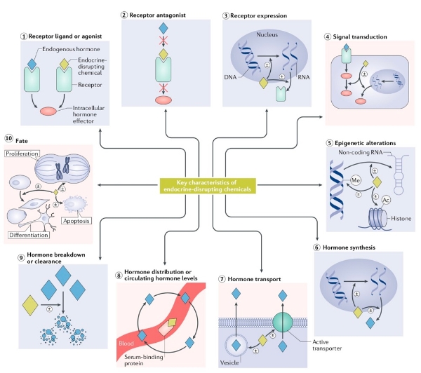 破坏内分泌的化学物质的关键特性。 图片来源:《自然综述·内分泌学》 破坏内分泌的化学物质的关键特性。 图片来源:《自然综述·内分泌学》