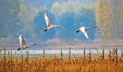 让黄河成为造福人民的幸福河 让黄河成为造福人民的幸福河