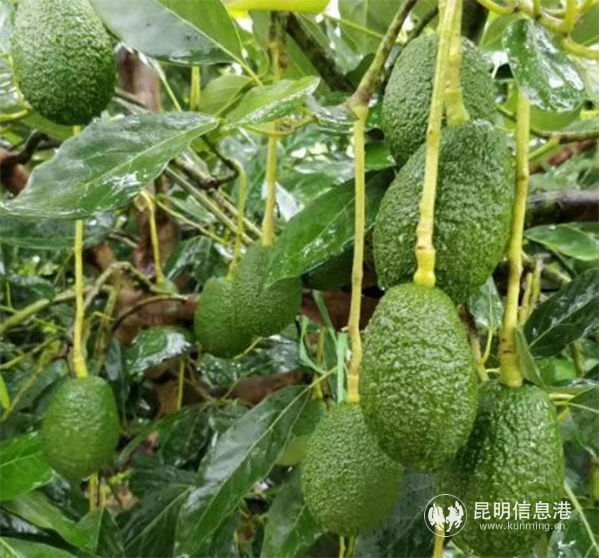 1_%E4%BE%9D%E6%89%98%E8%B5%84%E6%BA%90%E4%BC%98%E5%8A%BF%20%E5%8A%A9%E5%8A%9B%E4%BA%91%E6%9E%9C%E4%BA%A7%E4%B8%9A%E5%8F%91%E5%B1%951180 1_%E4%BE%9D%E6%89%98%E8%B5%84%E6%BA%90%E4%BC%98%E5%8A%BF%20%E5%8A%A9%E5%8A%9B%E4%BA%91%E6%9E%9C%E4%BA%A7%E4%B8%9A%E5%8F%91%E5%B1%951180